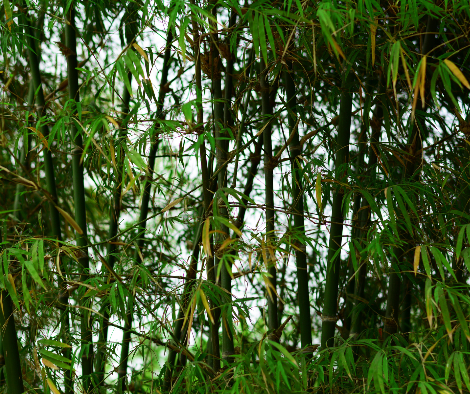 When planting bamboo for privacy, it is very satisfying to see bamboo canes starting to take off like in this young stand.