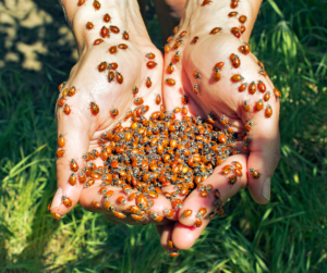 Ravenous ladybugs read to devour aphids.