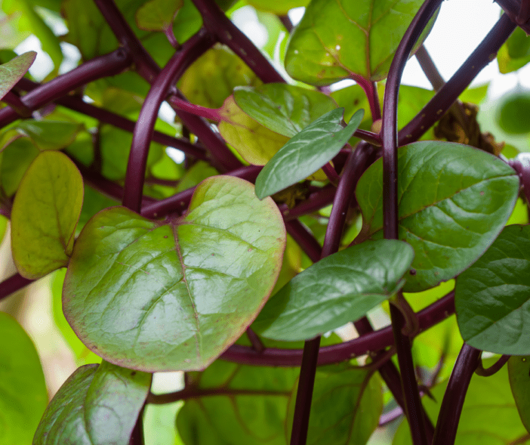 Red malabar is a fast growing delicious veggie