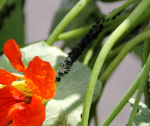 Planting trap crops such as nasturtium to attract garden pests is an effective natural pest control solution. 