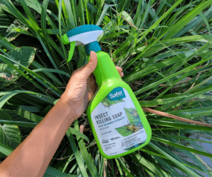 Insecticidal soap is a natural pest control method that works by smothering insects.