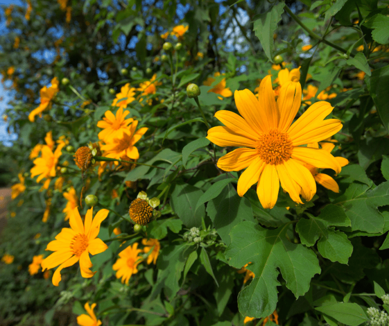 Many yellow Tithonia diversifolia flowers.