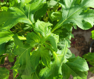 Mexican sunflower (Tithonia diversifolia) tropical lobed leaves