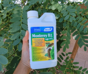 B.t. is a classic natural pest control spray that works by introducing a bacteria that kills garden pests.