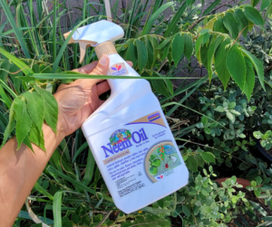 Neem is a favorite natural pest control solution. 