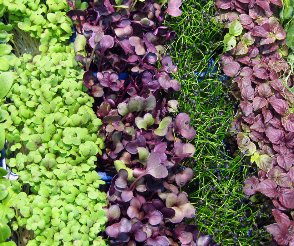 Microgreens seeds are available for a wide variety of delicious plants.
