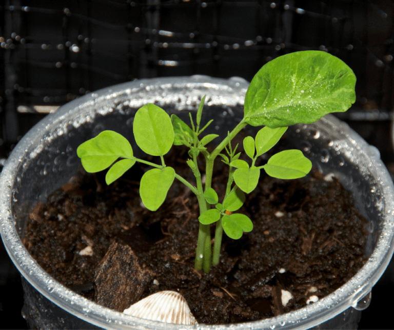 Fast growing moringa tree seedling