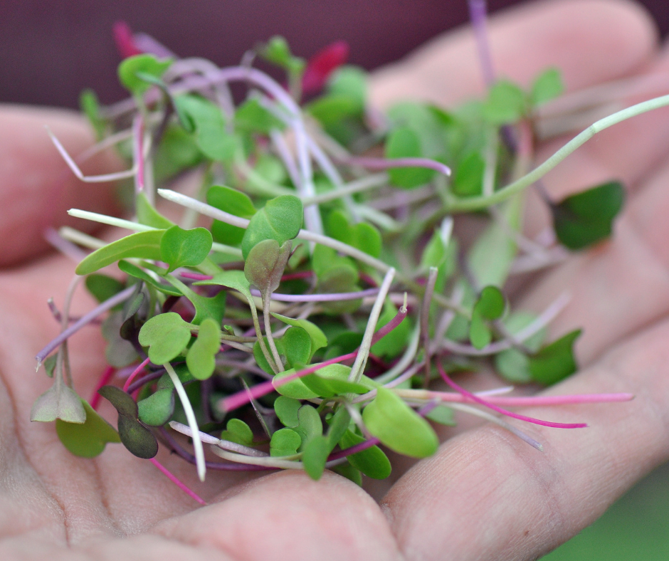 Microgreens are a fun easy source of homegrown greens.