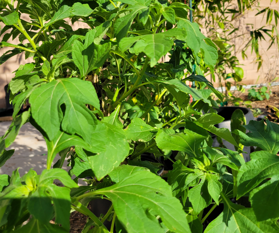 Young Tithonia diversifolia plants bought from a nursery already showing rapid growth.