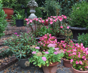 A container garden can not be complete with pretty flowers.