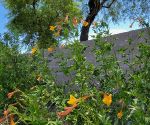 Orange Jubilee (Tecoma stans) grow fast and can easily become a full sun loving privacy hedge in a couple of years.