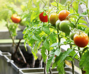 Tomato plants are perfect for container gardens.