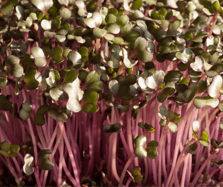 Growing radish microgreens adds spice to your healthy meals
