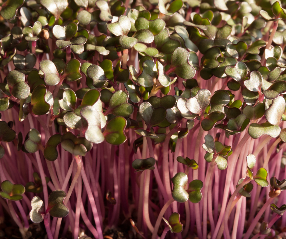 Growing radish microgreens adds spice to your healthy meals