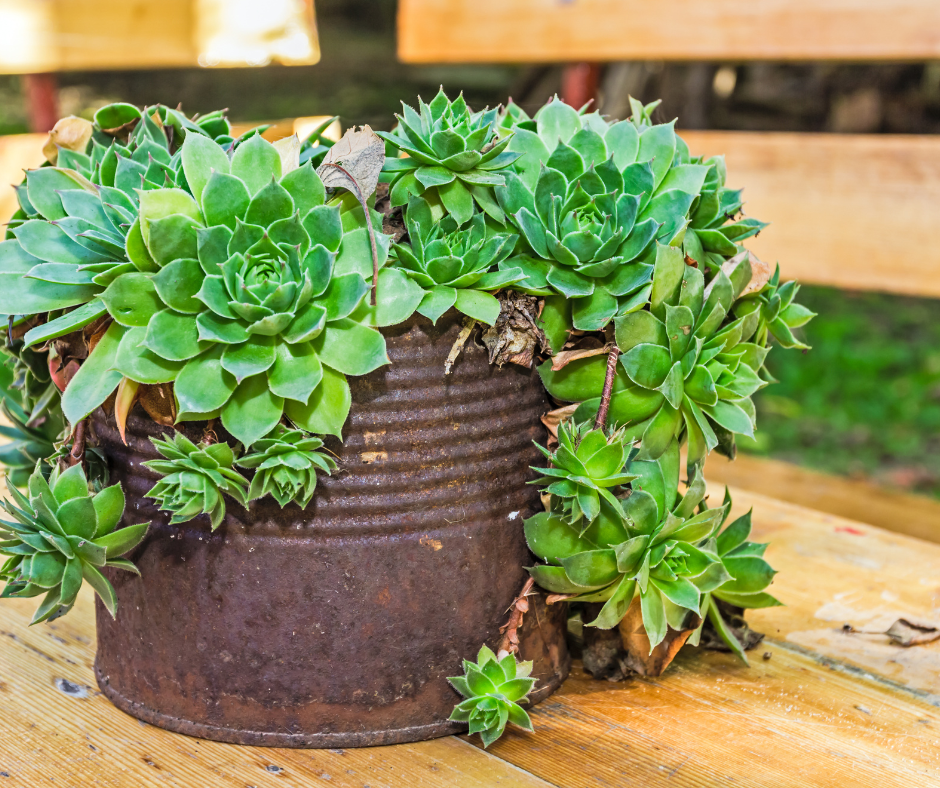 small container gardens