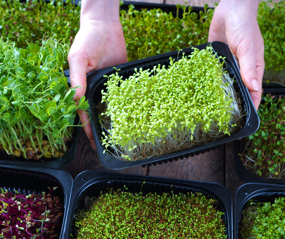 Small containers can make growing a variety of microgreens easier to manage.