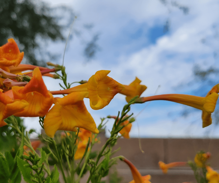 Orange Jubilee Flowers