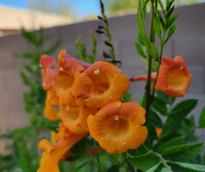 Gorgeous hummingbird attracting Orange Jubilee (Tecoma stans) flowers.