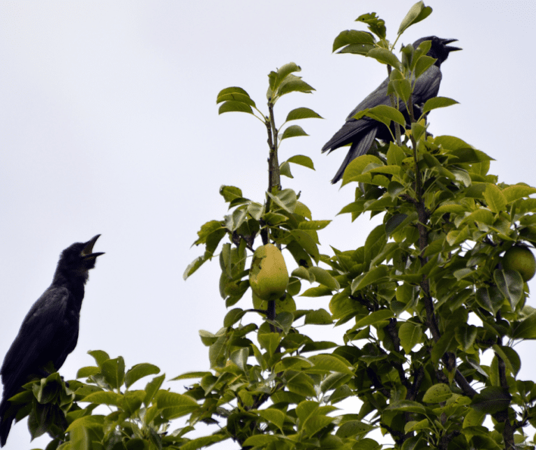loosing fruit to birds is frustrating but preventable