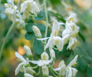 Pollinators love moringa tree flowers and they are a delight in a salad.