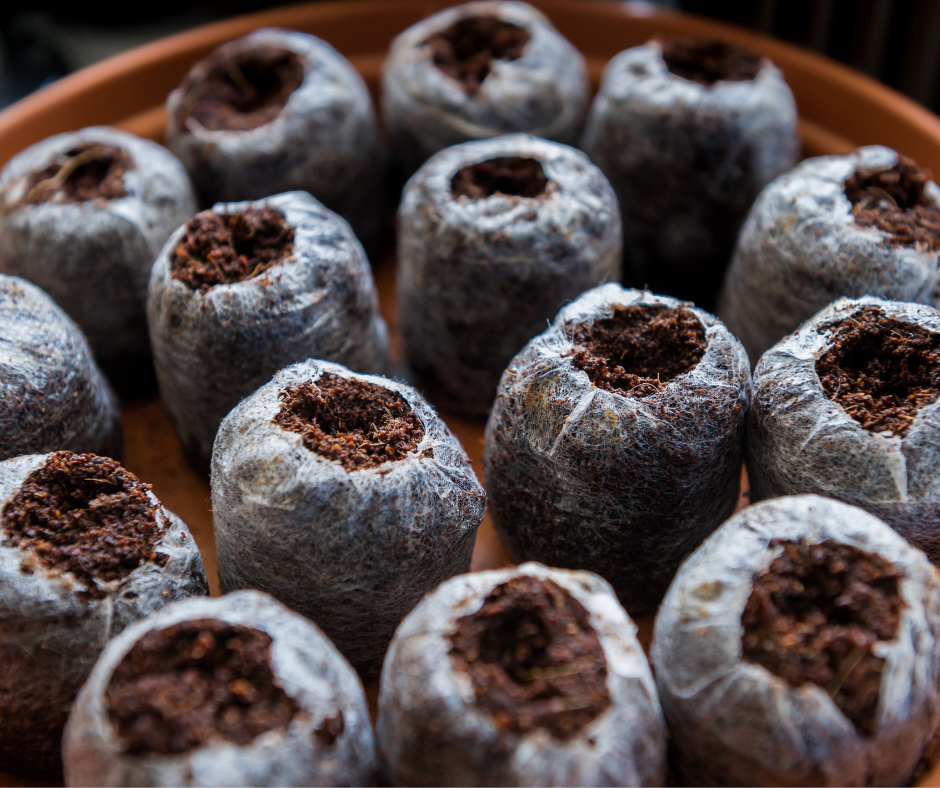 Hydrated coconut coir pellets ready for seed planting.