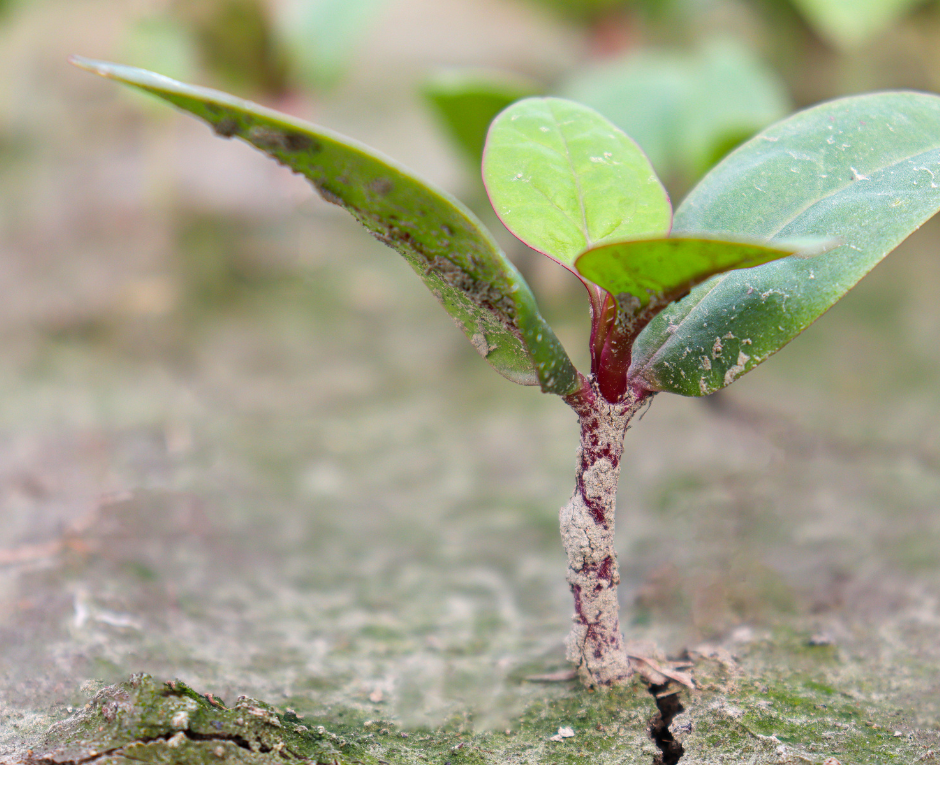 New malabar spinach seedlings grow fast.