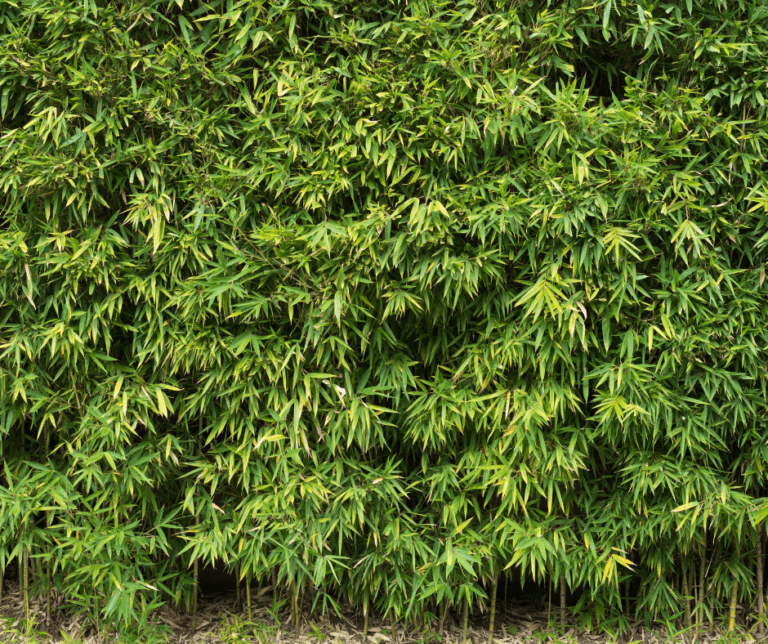 dense bamboo privacy screen