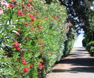 Classic flowering oleander privacy screen