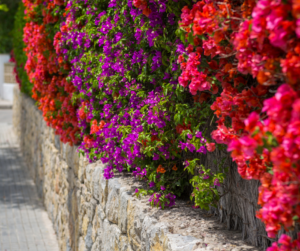 Bright Mediterranean bougainvillea hedge