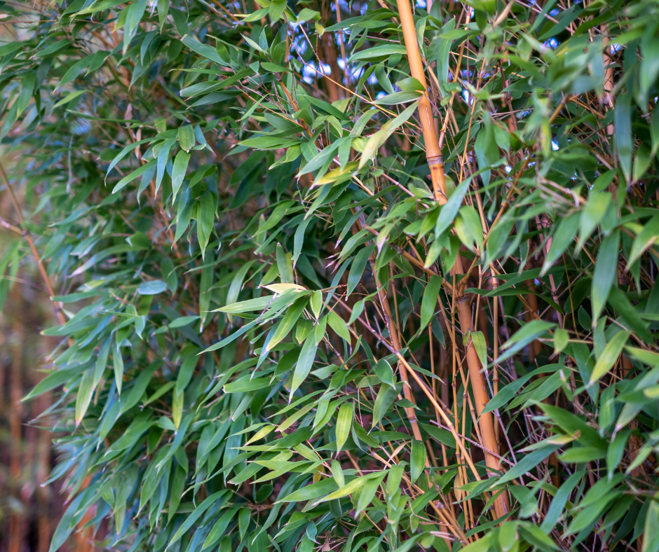 Bamboo privacy screen