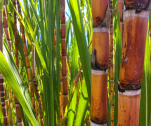 Sugar cane plants create dense sound proof privacy screens