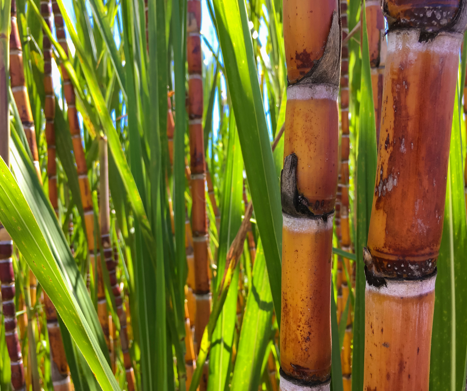Sugar cane plants create dense sound proof privacy screens