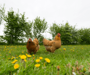 Hens free ranging in the garden