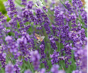 A sphinx moth enjoying lavender flowers in a pollinator garden.