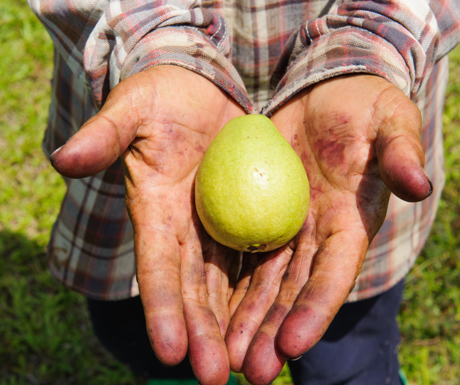 homegrown fruit are precious reward for the home gardener. Here are 5 books to help you achieve that goal.