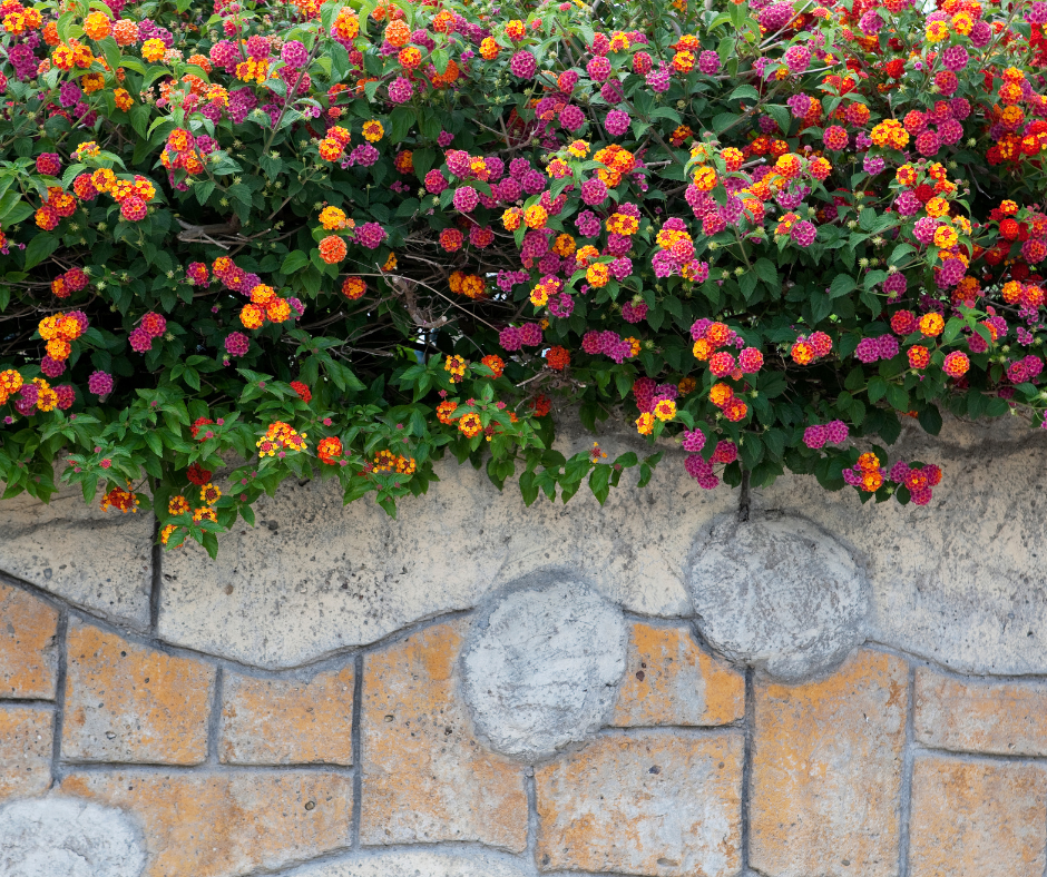 A mix of trailing lantana flowers cascading over a decorative wall.