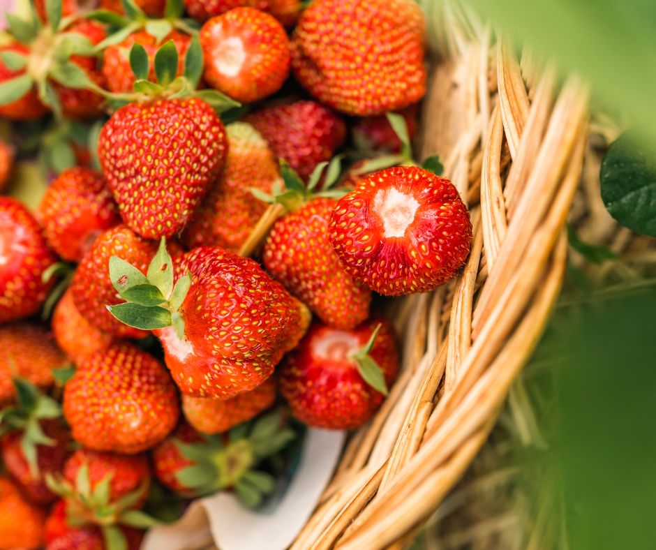 A basket of freshly picked garden strawberries.