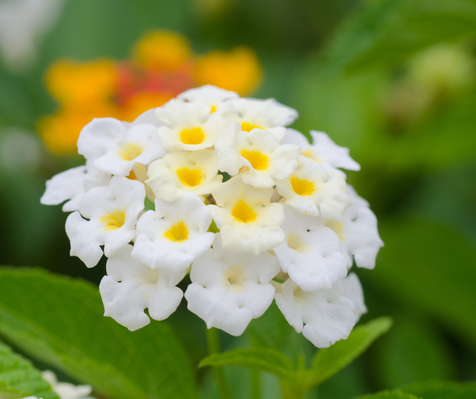 Close up of a cute white lantana flower
