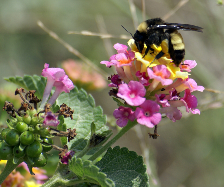 bumble bee enjoying a lantana flower