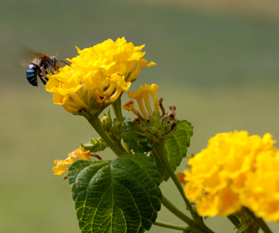 Native bee visiting bright yellow lantana flowers