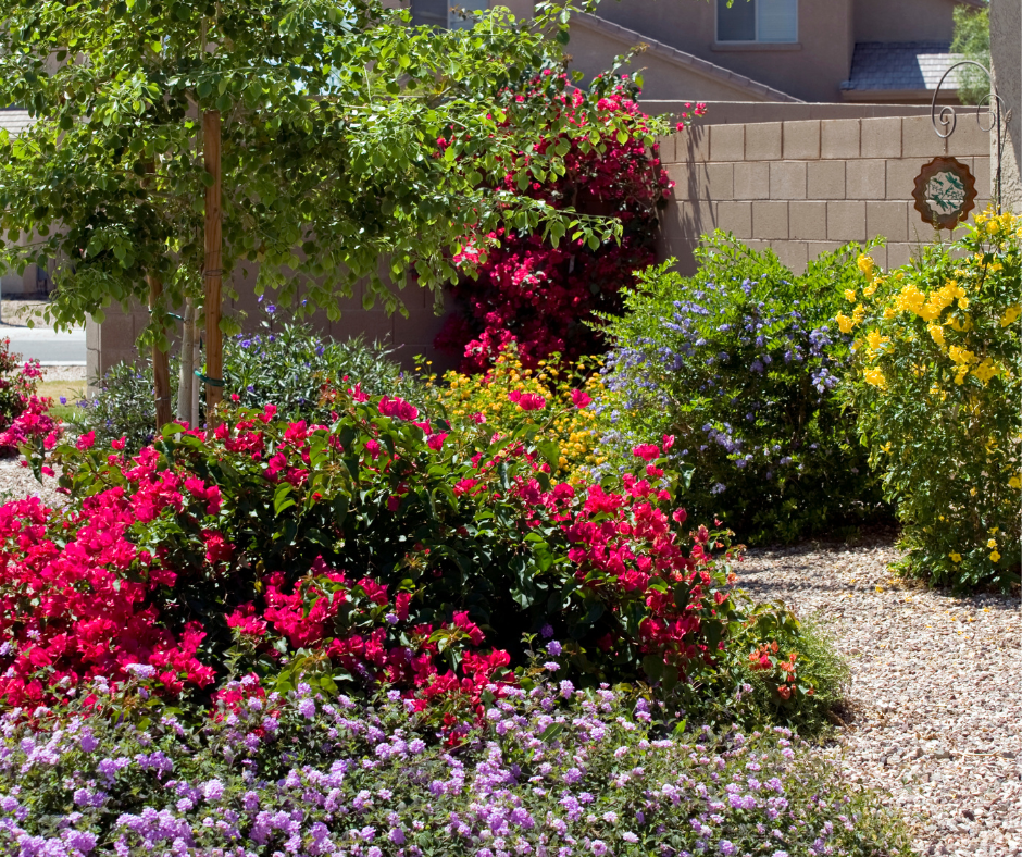 A desert landscape is not complete without lantana bushes