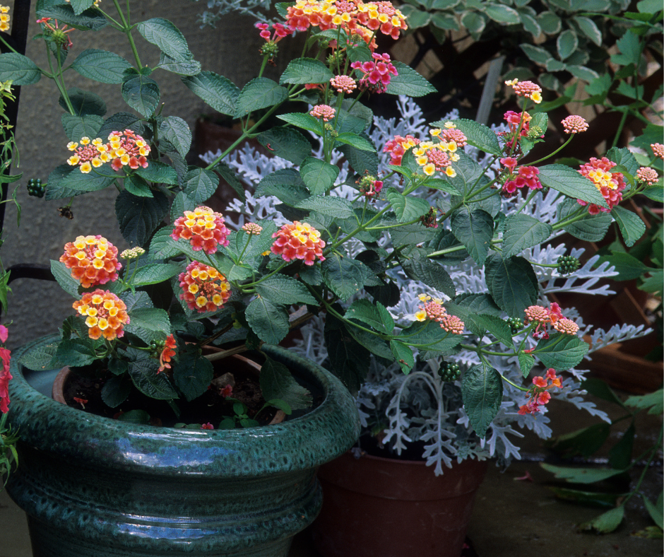 Lantana flowering in a small pot.