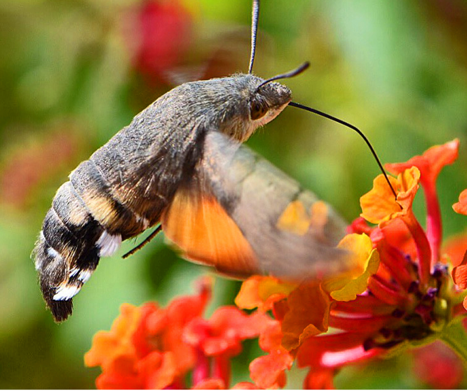 Sphinx moth sipping from orange lantana flower