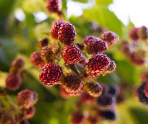 Berries hang from a plant in a garden.