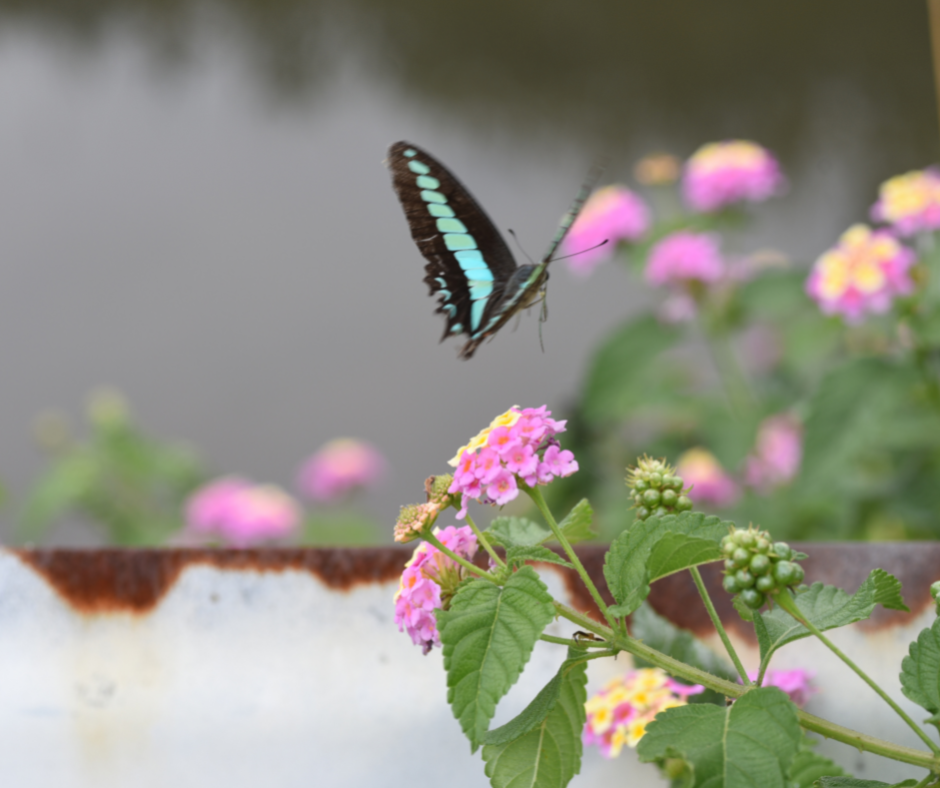 Butterfly flying towards a lantana plants with pretty pink and yellow flowers