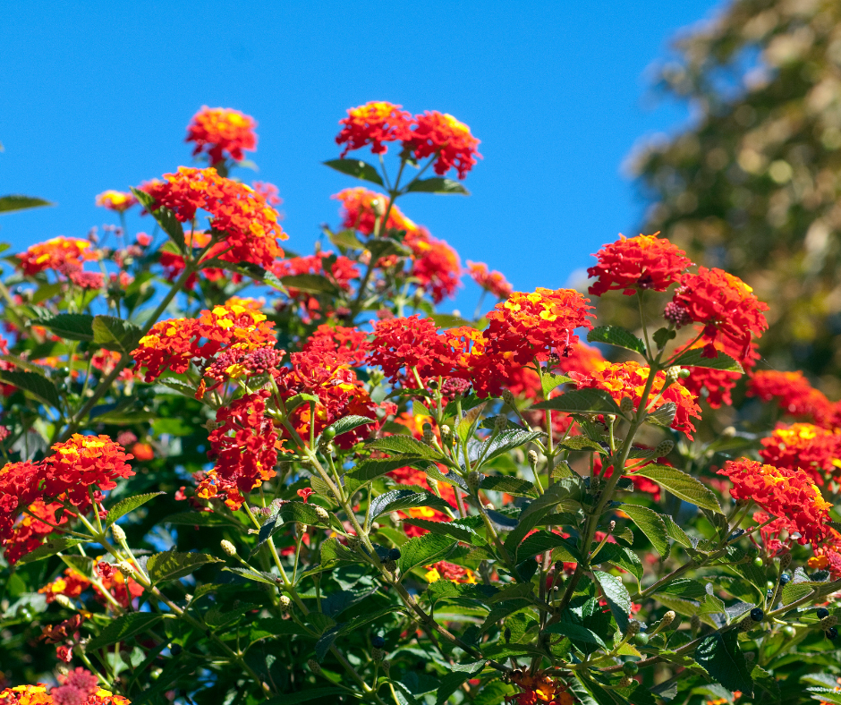 Beautiful orange and yellow upright bush lantana flowers