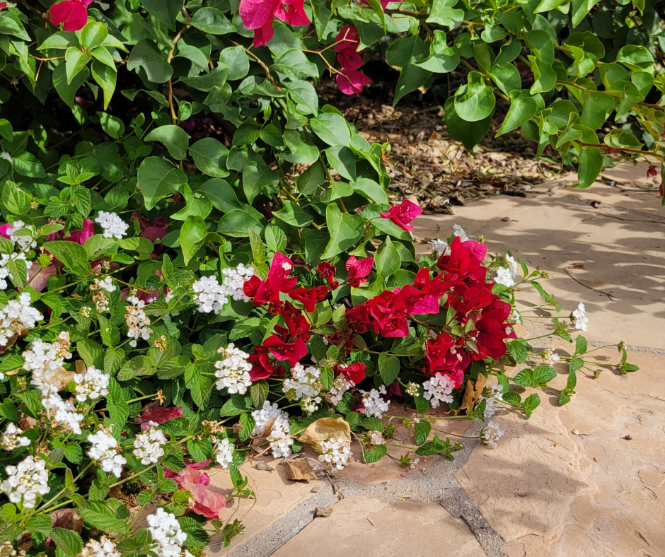 Our patio with trailing white lantana under bougainvillea bushes.