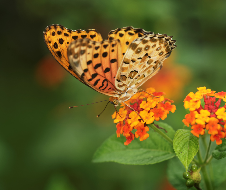 A spotted butterfly drinking for orange lantana flowers