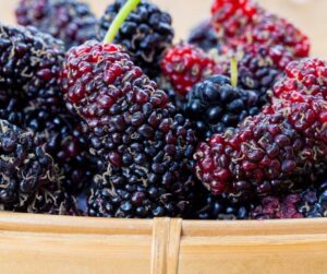 Deep purple fresh picked ripe mulberries in a basket.