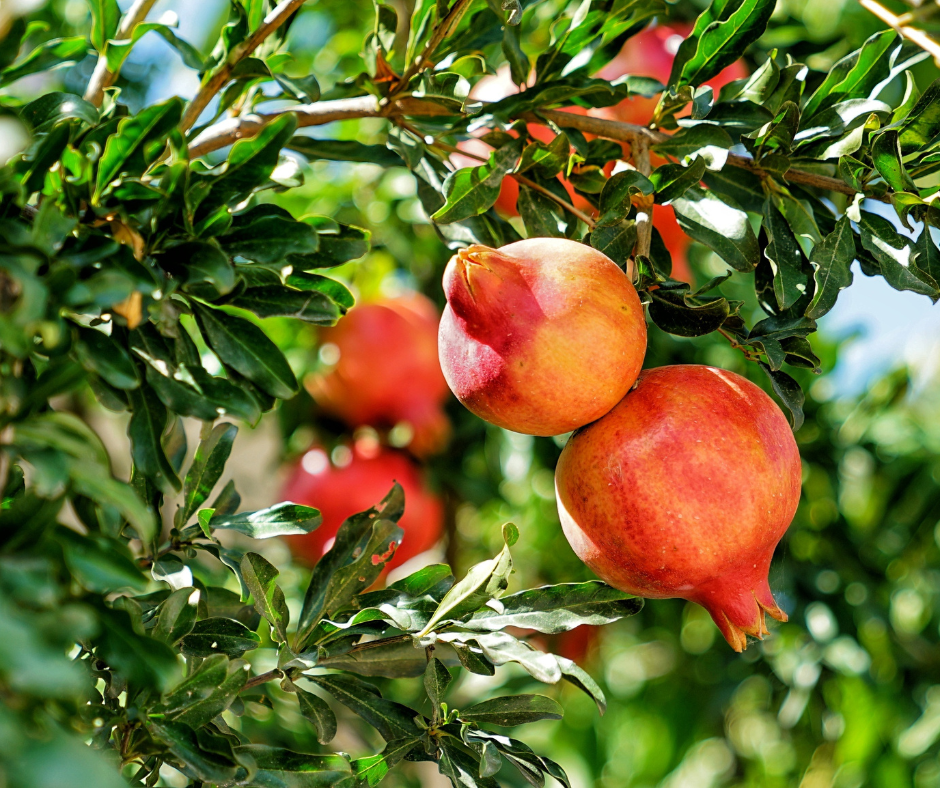 regular watering will help your pomegranate tree produce an abundance of fruit.